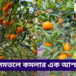 অশোকনগর কমলা লেবুর বাগান | Sen Danga অরেঞ্জ গার্ডেন কমপ্লিট ট্রাভেল গাইড 2026