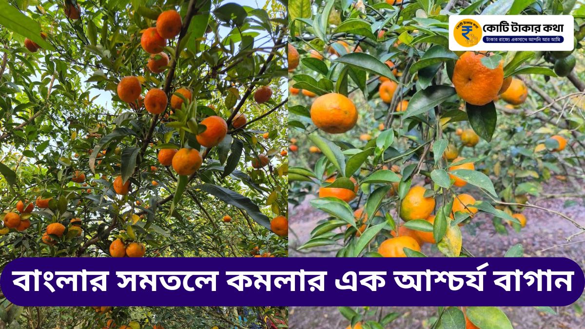 Ashoknagar Komla Lebur Bagan Sendanga Orange Garden Complete Travel Guide 2026