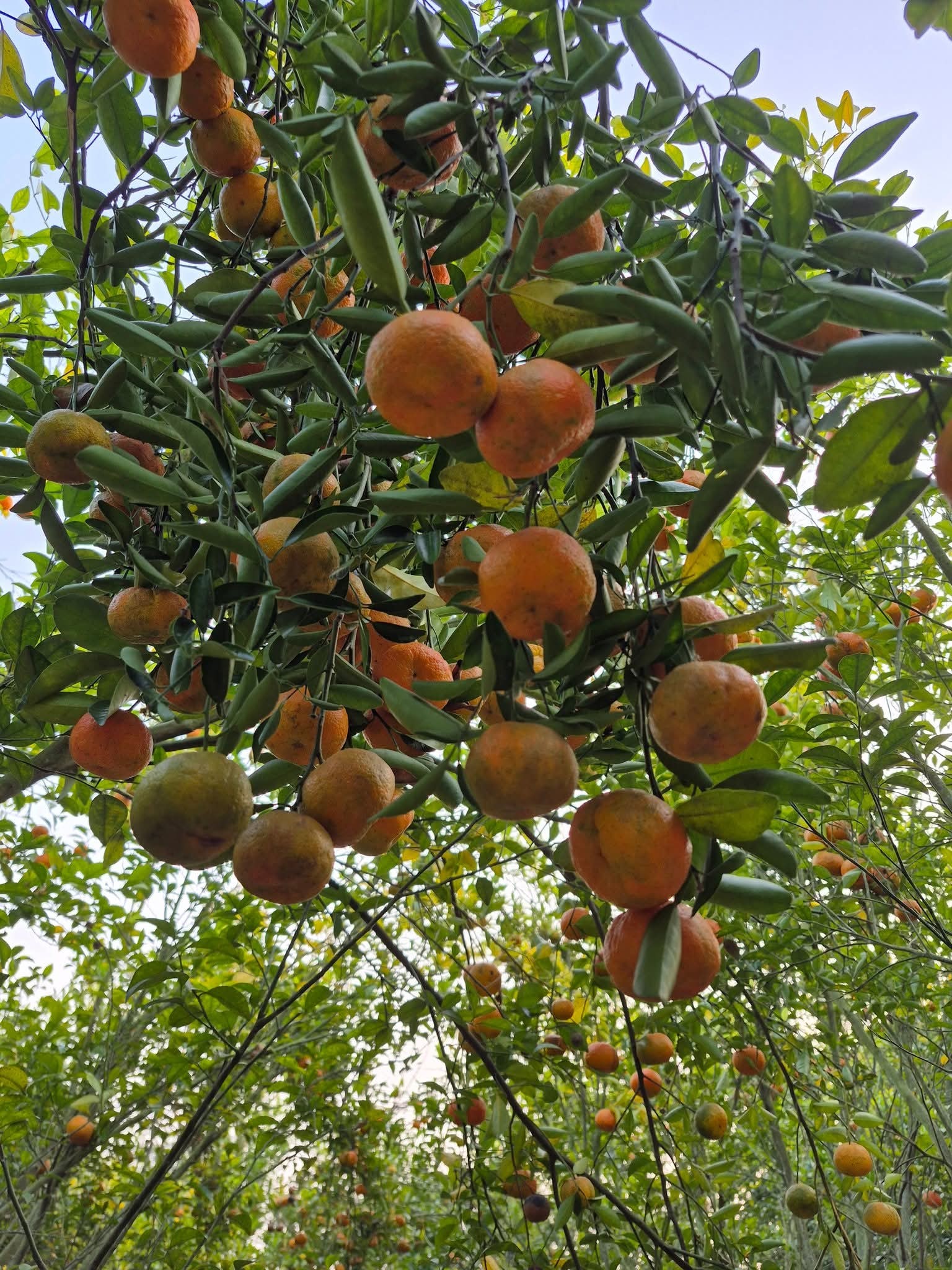 ashoknagar komola lebur bagan location