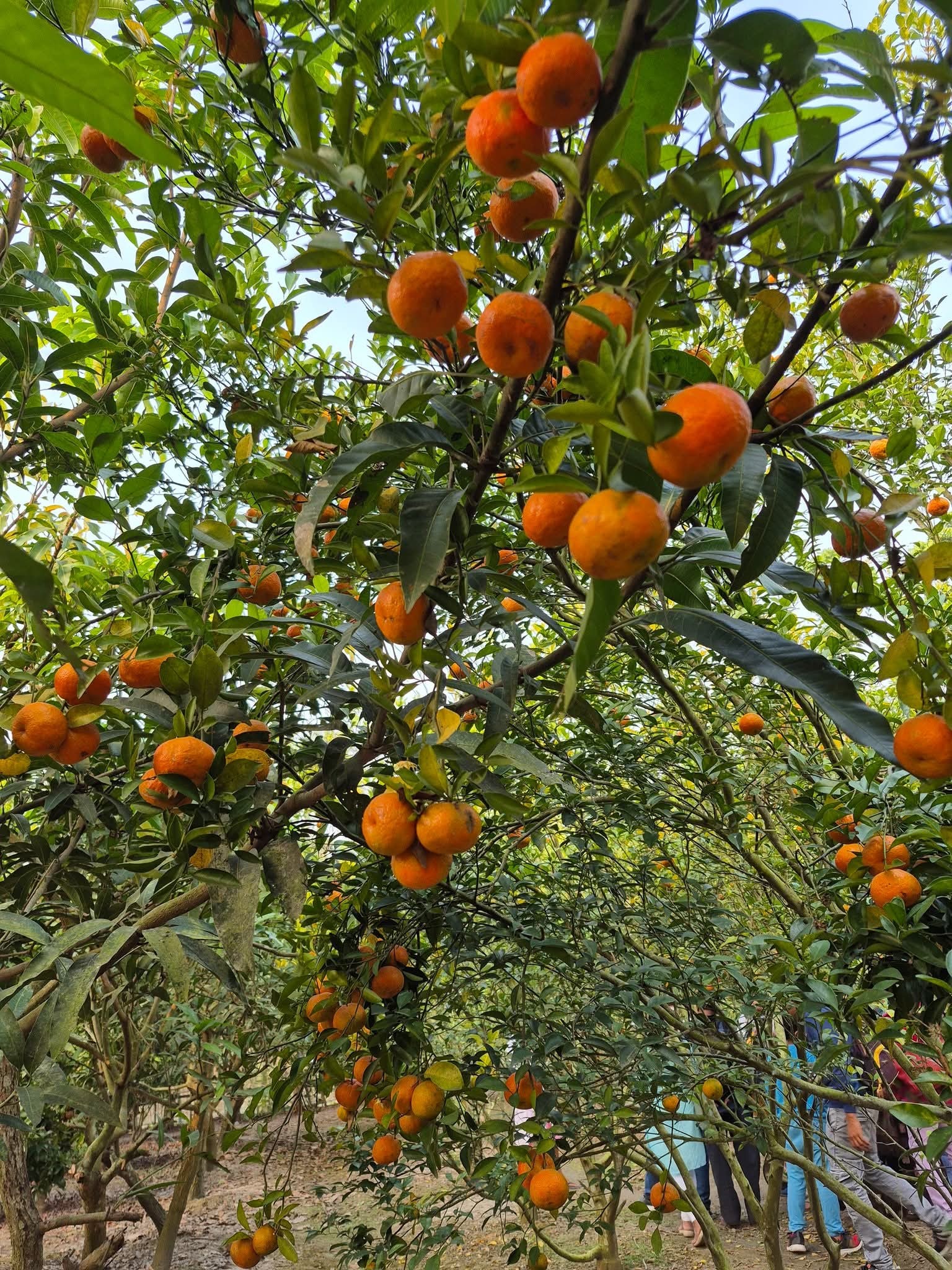 ashoknagar komola lebur bagan